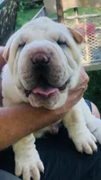 Tad-pole, a male Chinese Shar-Pei for sale in Mounds View, MN – 10 of 10