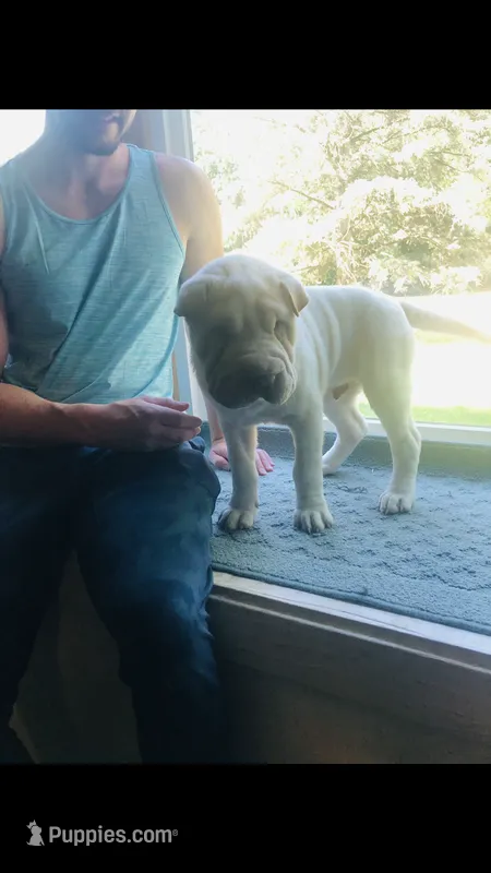    Hunk – Chinese Shar-Pei puppy for sale in Mounds View, MN