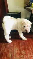 Tad-pole, a male Chinese Shar-Pei for sale in Mounds View, MN – 3 of 10