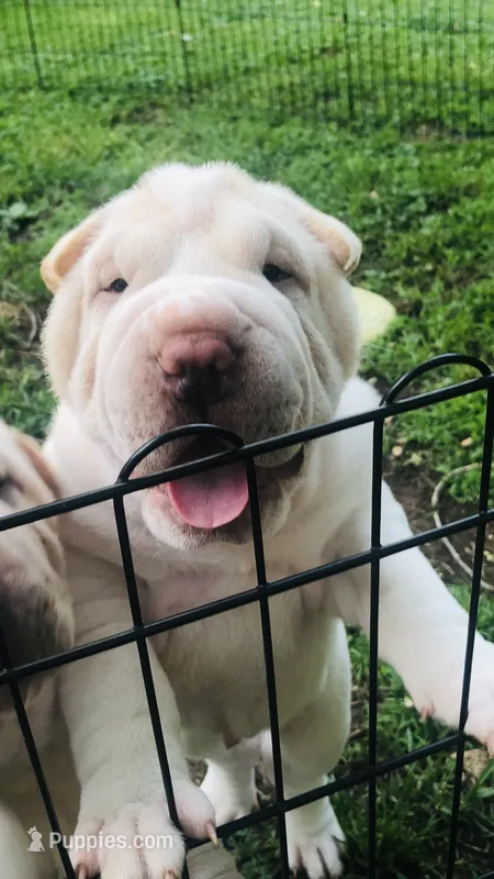 Bucky – Chinese Shar-Pei puppy for sale in Mounds View, MN