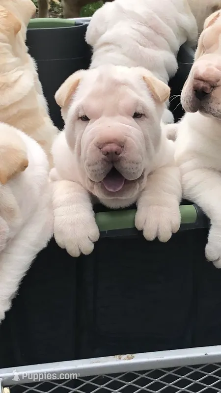 Moses – Chinese Shar-Pei puppy for sale in Mounds View, MN
