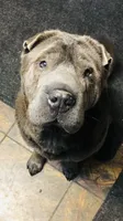 Papa, a male Chinese Shar-Pei for sale in Mounds View, MN – 2 of 3