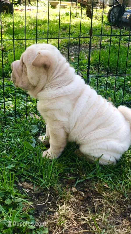  Sun Shine – Chinese Shar-Pei puppy for sale in Mounds View, MN