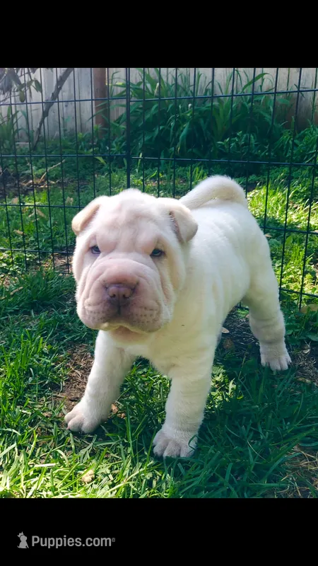 Moses – Chinese Shar-Pei puppy for sale in Mounds View, MN