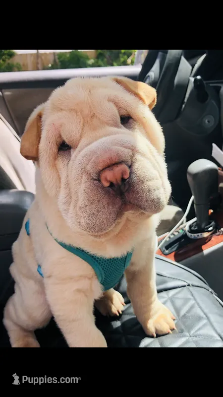 Q-pea doll – Chinese Shar-Pei puppy on hold in Mounds View, MN