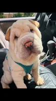 Q-pea doll, a female Chinese Shar-Pei for sale in Mounds View, MN – 1 of 10