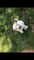    Hunk, a male Chinese Shar-Pei for sale in Mounds View, MN – 5 of 9