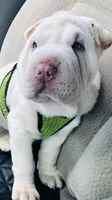 Moses, a male Chinese Shar-Pei for sale in Mounds View, MN – 5 of 10