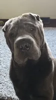 Papa, a male Chinese Shar-Pei for sale in Mounds View, MN – 3 of 3