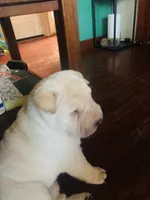  Sun Shine, a female Chinese Shar-Pei for sale in Mounds View, MN – 9 of 9
