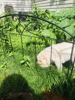 Cowboy , a male Chinese Shar-Pei for sale in Mounds View, MN – 10 of 10