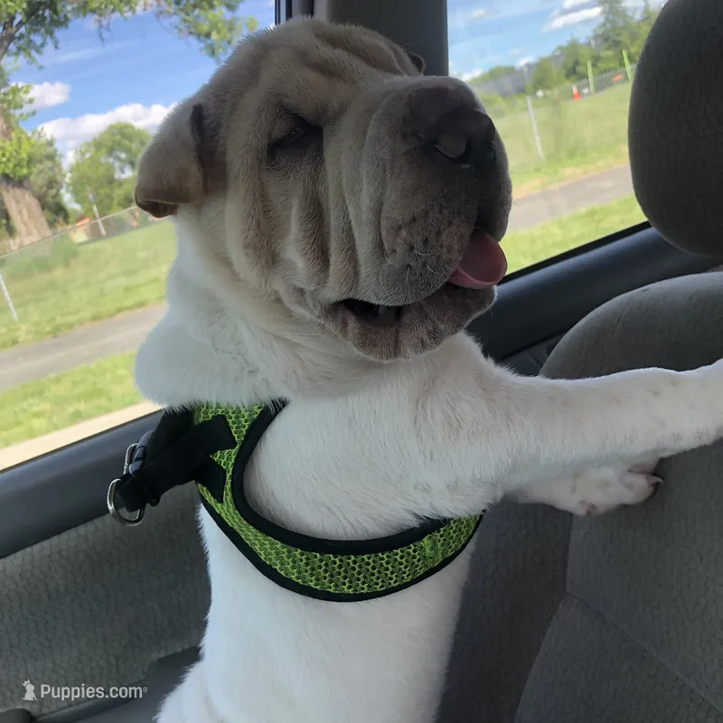    Hunk – Chinese Shar-Pei puppy for sale in Mounds View, MN