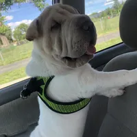    Hunk/polar bear , a male Chinese Shar-Pei for sale in Mounds View, MN – 9 of 10