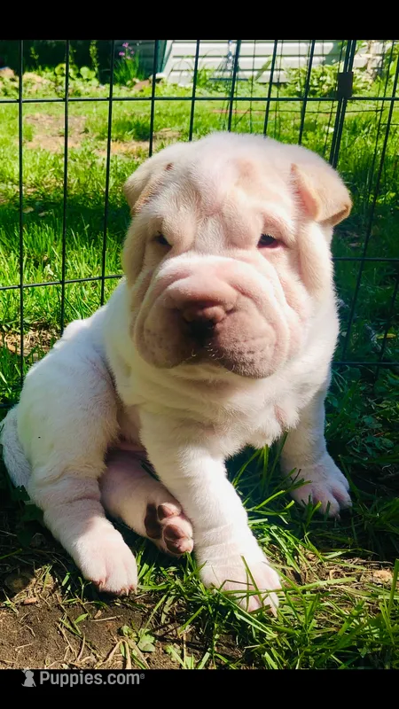 Cowboy  – Chinese Shar-Pei puppy for sale in Mounds View, MN
