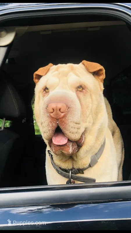 Memories  – Chinese Shar-Pei puppy for sale in Mounds View, MN