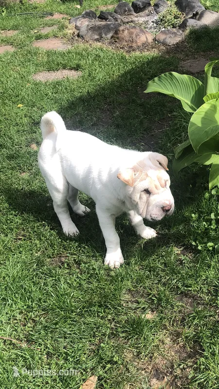    Hunk – Chinese Shar-Pei puppy for sale in Mounds View, MN