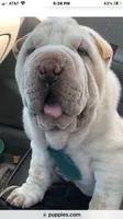 Tad-pole, a male Chinese Shar-Pei for sale in Mounds View, MN – 9 of 10