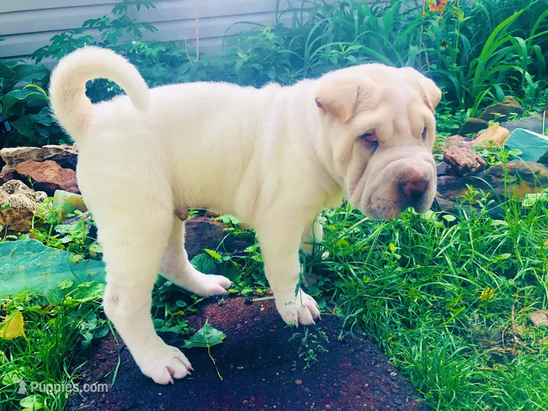    Hunk-polar bear – Chinese Shar-Pei puppy for sale in Mounds View, MN
