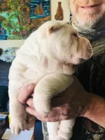 Bonker, a male Chinese Shar-Pei for sale in Mounds View, MN – 5 of 5