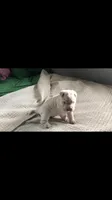 Bonker, a male Chinese Shar-Pei for sale in Mounds View, MN – 2 of 5