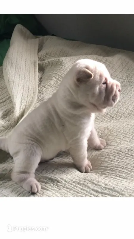 Bonker – Chinese Shar-Pei puppy for sale in Mounds View, MN