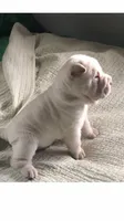 Bonker, a male Chinese Shar-Pei for sale in Mounds View, MN – 1 of 5