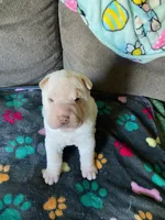Bonker, a male Chinese Shar-Pei for sale in Mounds View, MN – 3 of 5