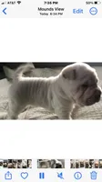 Bonker, a male Chinese Shar-Pei for sale in Mounds View, MN – 4 of 5
