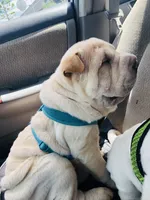 Q-pea doll, a female Chinese Shar-Pei for sale in Mounds View, MN – 8 of 10