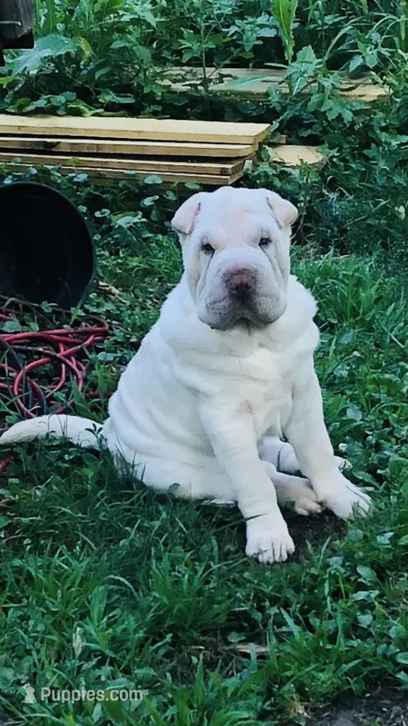 Moses – Chinese Shar-Pei puppy for sale in Mounds View, MN