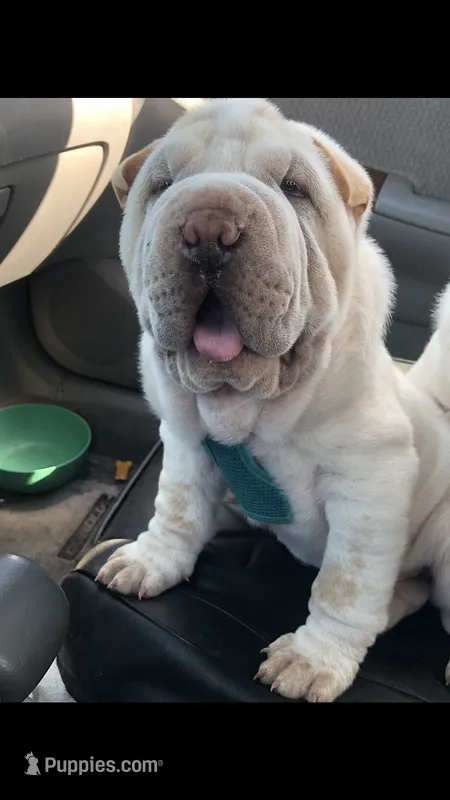 Tad-pole – Chinese Shar-Pei puppy for sale in Mounds View, MN