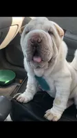 Tad-pole, a male Chinese Shar-Pei for sale in Mounds View, MN – 4 of 10