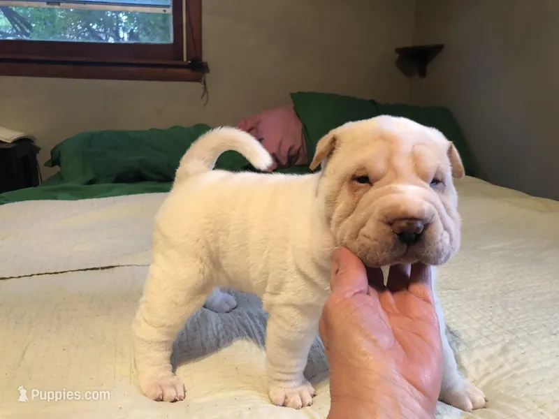 Bulwinkle – Chinese Shar-Pei puppy for sale in Mounds View, MN