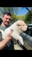 Bulwinkle, a male Chinese Shar-Pei for sale in Mounds View, MN – 4 of 6