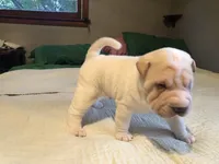Bulwinkle, a male Chinese Shar-Pei for sale in Mounds View, MN – 6 of 6
