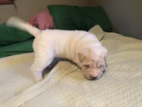 Bulwinkle, a male Chinese Shar-Pei for sale in Mounds View, MN – 5 of 6