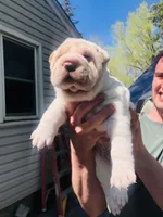 Bulwinkle, a male Chinese Shar-Pei for sale in Mounds View, MN – 2 of 6