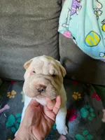 Bulwinkle, a male Chinese Shar-Pei for sale in Mounds View, MN – 3 of 6