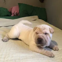 Sunny, a female Chinese Shar-Pei for sale in Mounds View, MN – 6 of 9