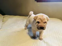 Sunny, a female Chinese Shar-Pei for sale in Mounds View, MN – 9 of 9