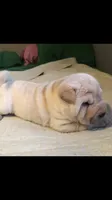 Sunny, a female Chinese Shar-Pei for sale in Mounds View, MN – 4 of 9