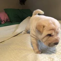 Sunny, a female Chinese Shar-Pei for sale in Mounds View, MN – 8 of 9