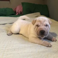 Sunny, a female Chinese Shar-Pei for sale in Mounds View, MN – 7 of 9