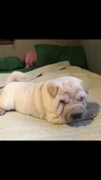 Sunny, a female Chinese Shar-Pei for sale in Mounds View, MN – 2 of 9