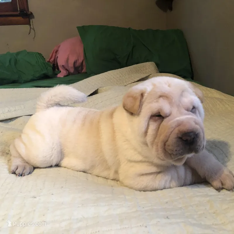 Sunny – Chinese Shar-Pei puppy for sale in Mounds View, MN