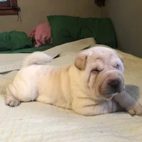 Sunny, a female Chinese Shar-Pei for sale in Mounds View, MN – 1 of 9