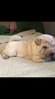 Sunny, a female Chinese Shar-Pei for sale in Mounds View, MN – 3 of 9