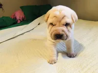 Sunny, a female Chinese Shar-Pei for sale in Mounds View, MN – 5 of 9