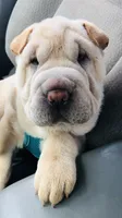 Q-pea doll, a female Chinese Shar-Pei for sale in Mounds View, MN – 3 of 10