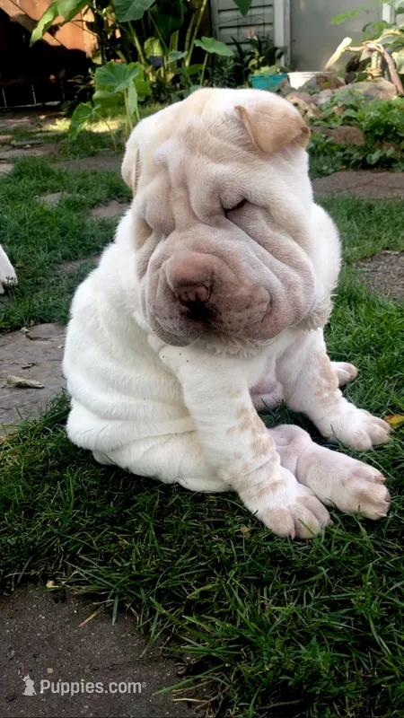 Tad-pole – Chinese Shar-Pei puppy for sale in Mounds View, MN